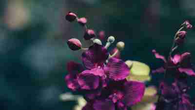 Memory of purple orchids